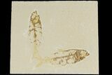 Two Detailed Fossil Fish (Knightia) - Wyoming #177325-1